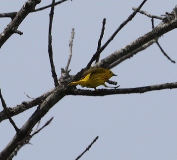 Yellow Warbler - ML619690902
