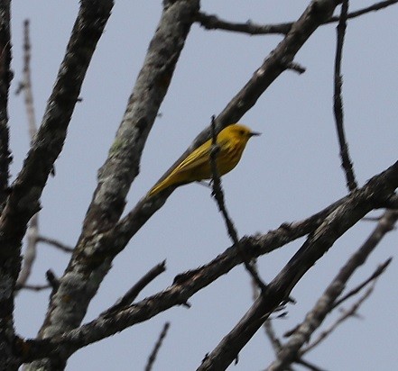 Yellow Warbler - ML619690903
