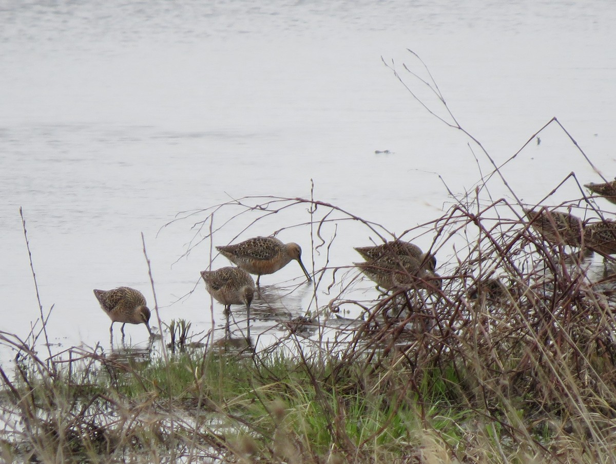 Long-billed Dowitcher - ML619690904