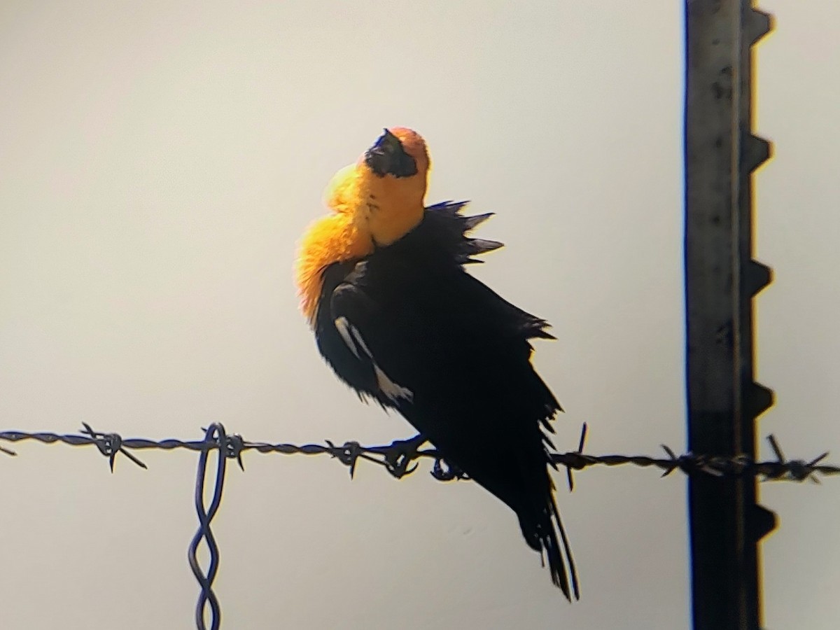 Yellow-headed Blackbird - ML619690933