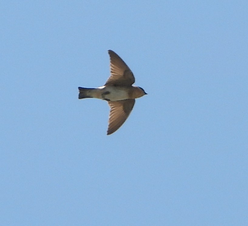 Cave Swallow - ML619690990
