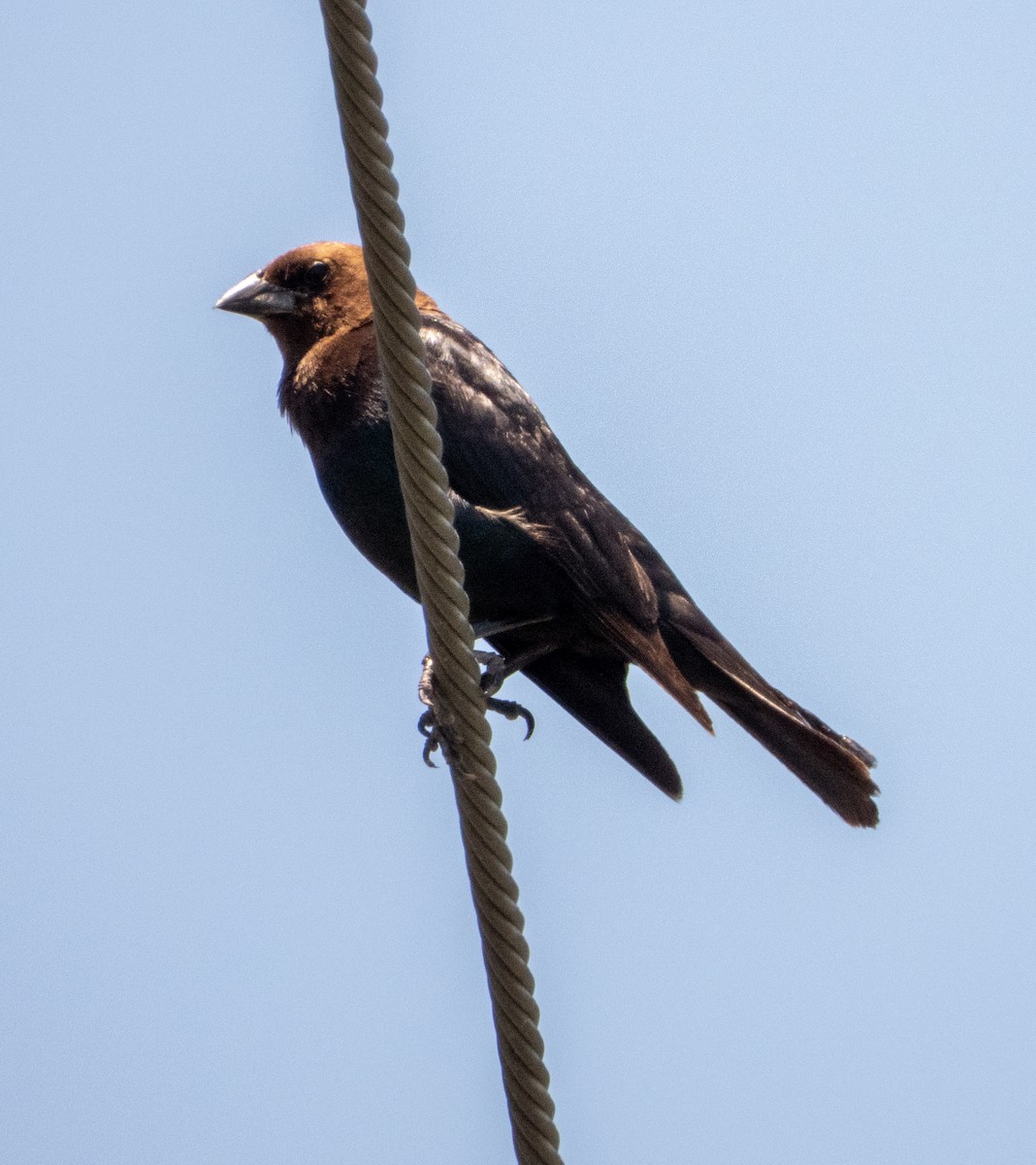 Brown-headed Cowbird - ML619691009
