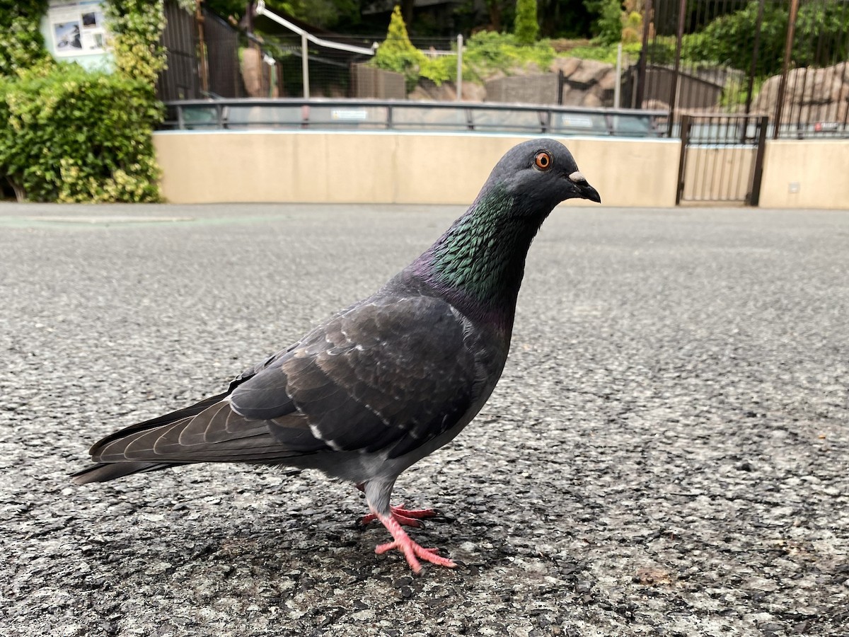 Rock Pigeon (Feral Pigeon) - ML619691030