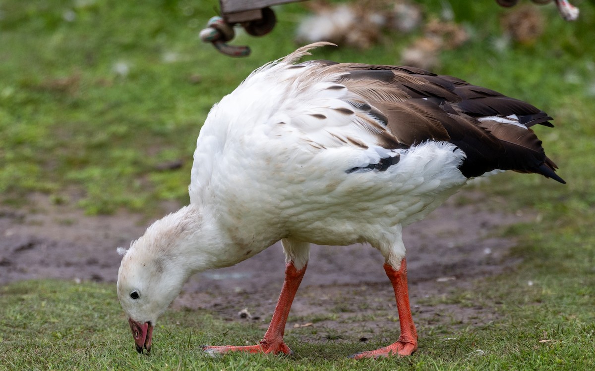 Andean Goose - ML619691042