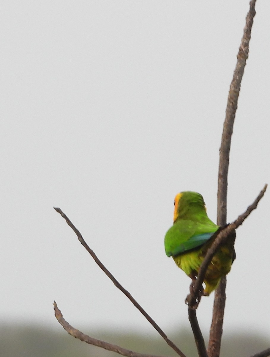 Brown-throated Parakeet - ML619691053