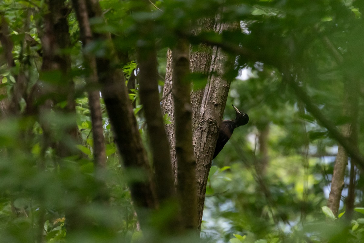 Black Woodpecker - ML619691057