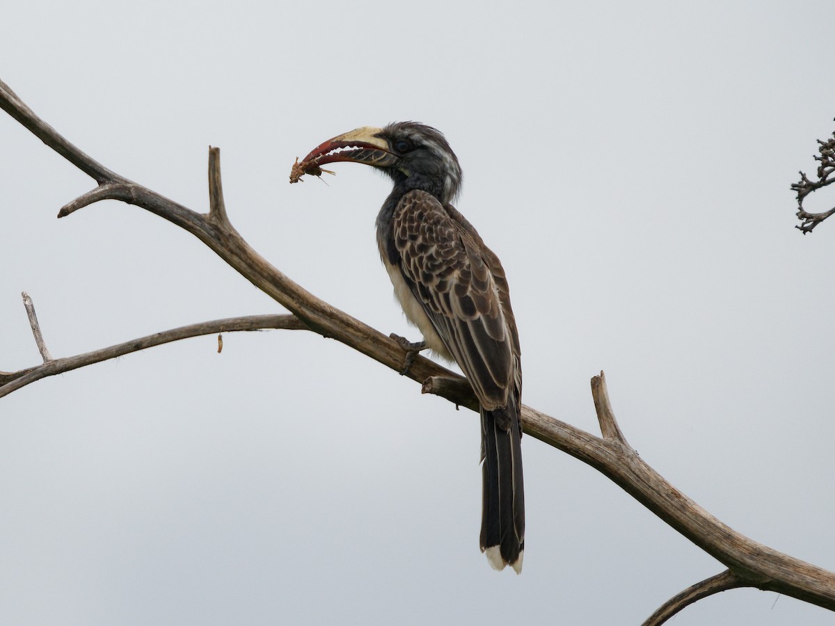 African Gray Hornbill - ML619691084