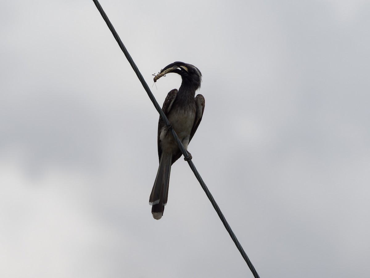 African Gray Hornbill - ML619691086