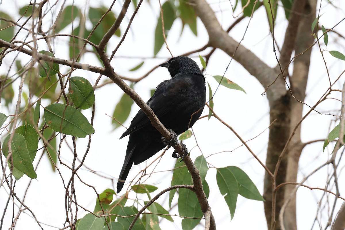 Chopi Blackbird - ML619691131