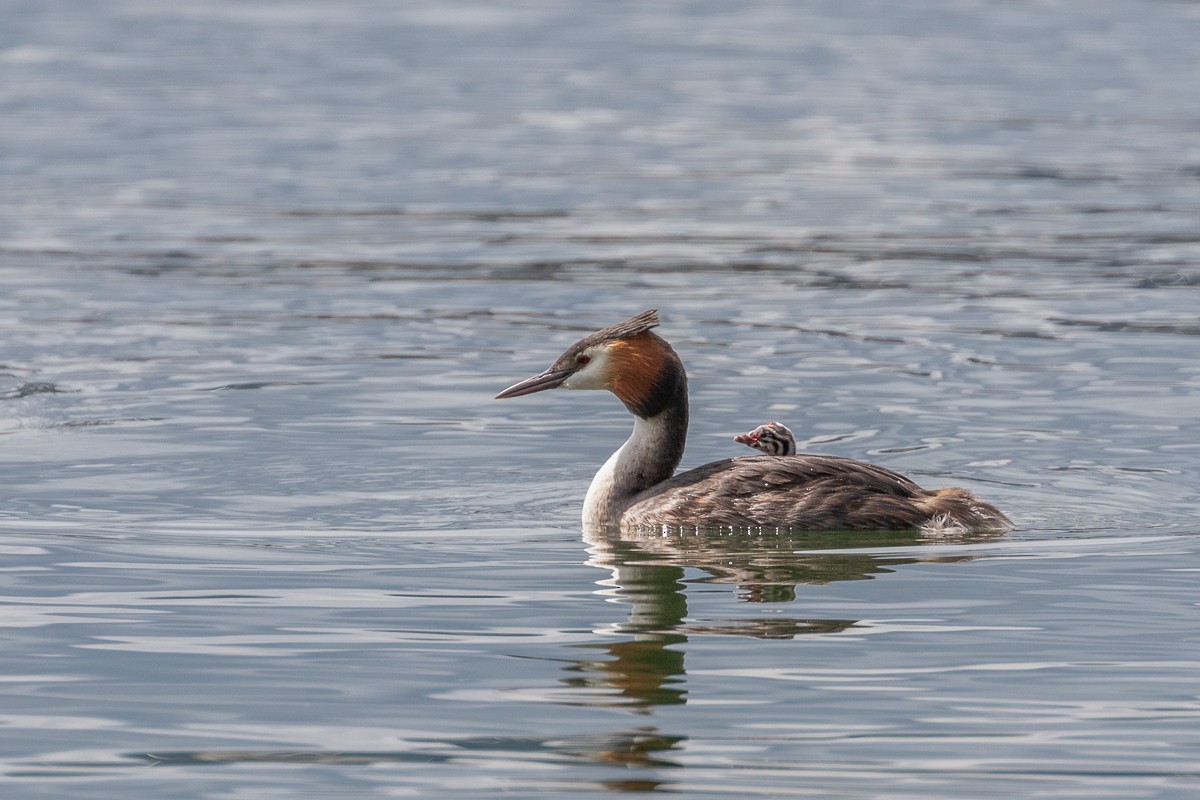 Great Crested Grebe - ML619691133
