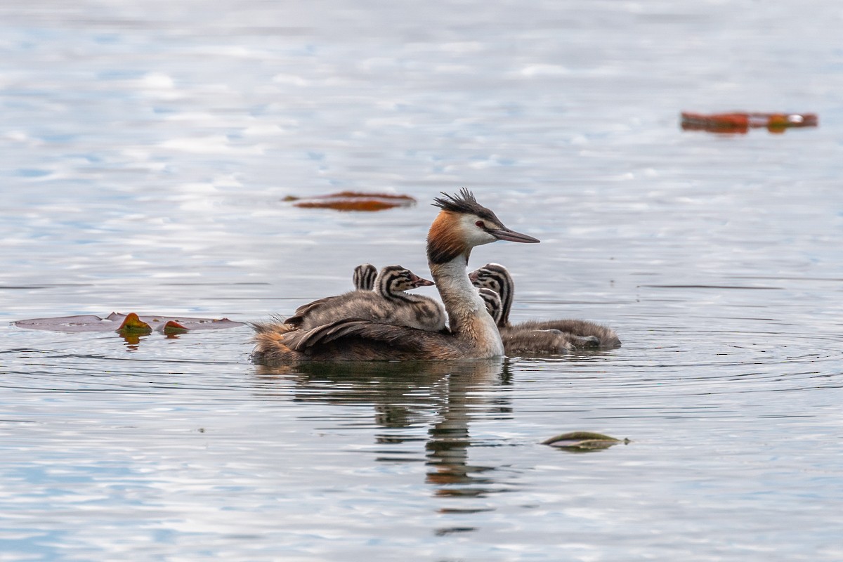 Great Crested Grebe - ML619691134