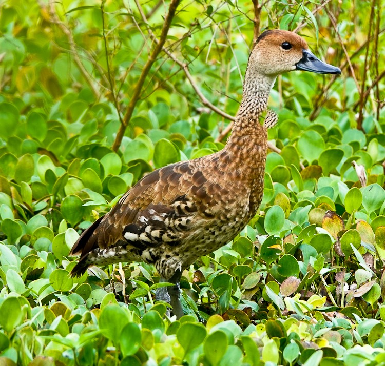 West Indian Whistling-Duck - ML619691184