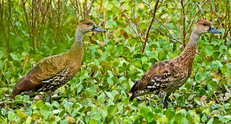 West Indian Whistling-Duck - ML619691185