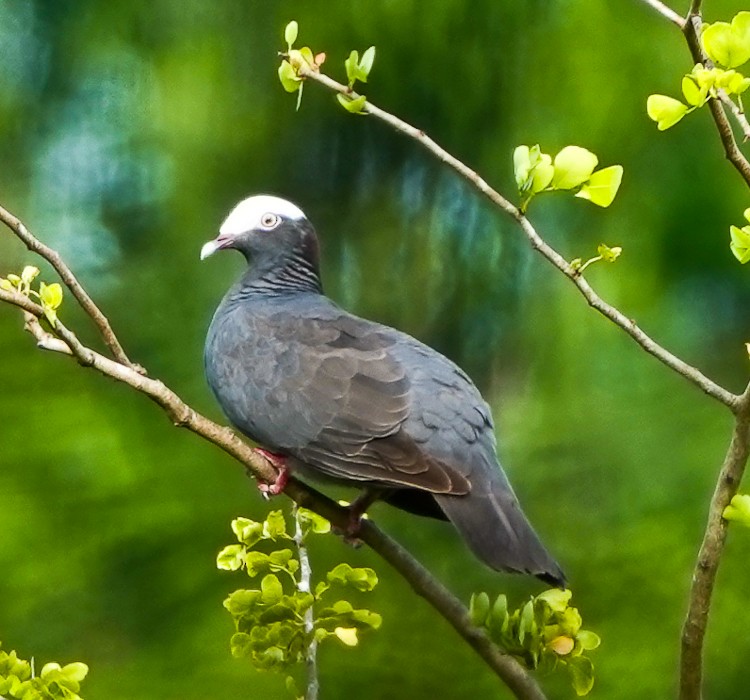 Pigeon à couronne blanche - ML619691192