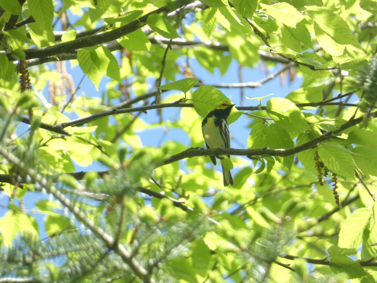 Black-throated Green Warbler - ML619691240
