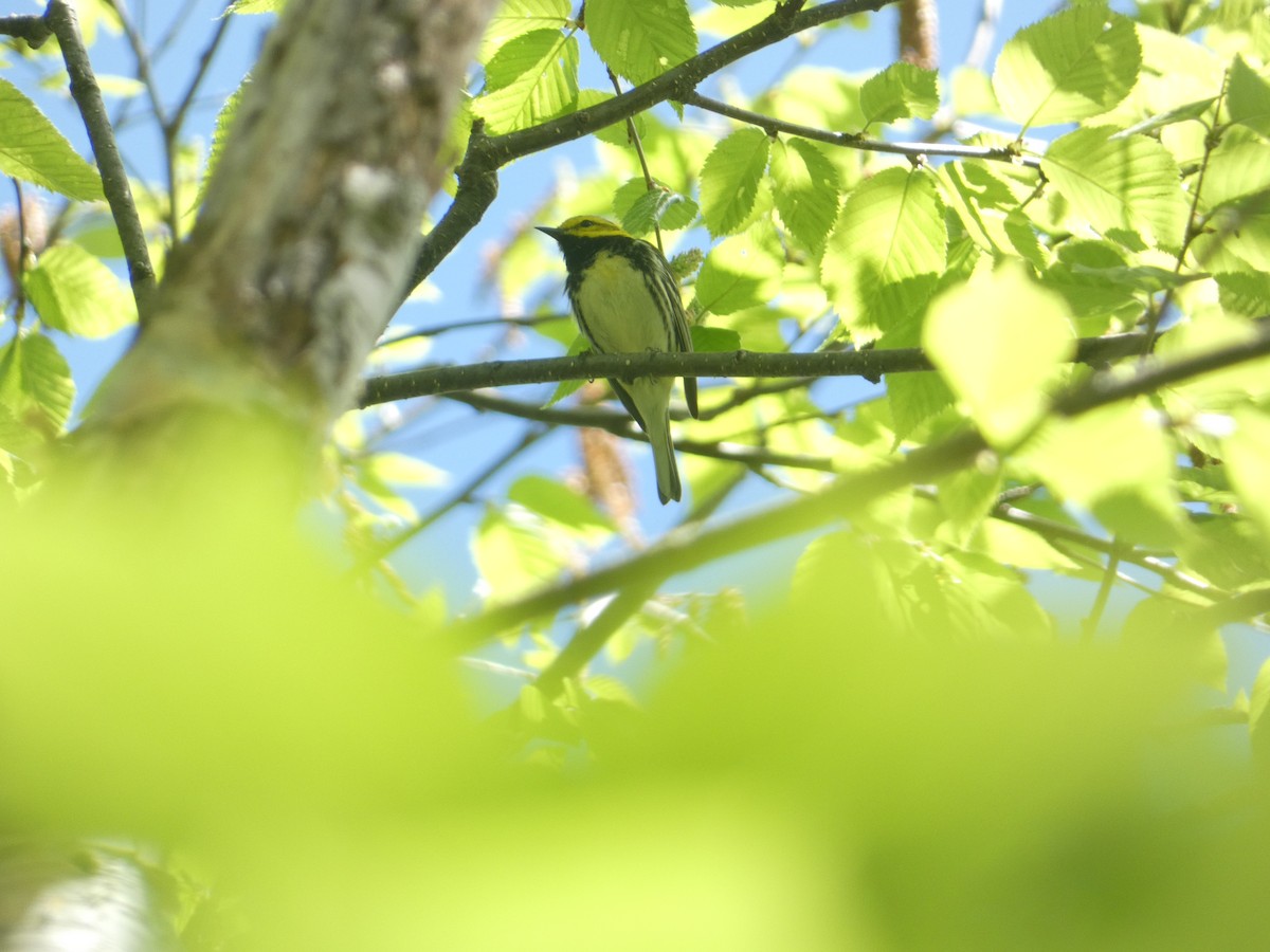 Black-throated Green Warbler - ML619691242