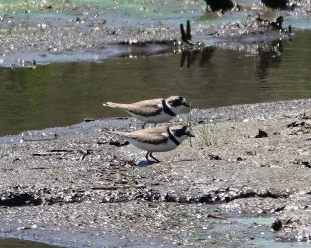 Semipalmated Plover - ML619691318