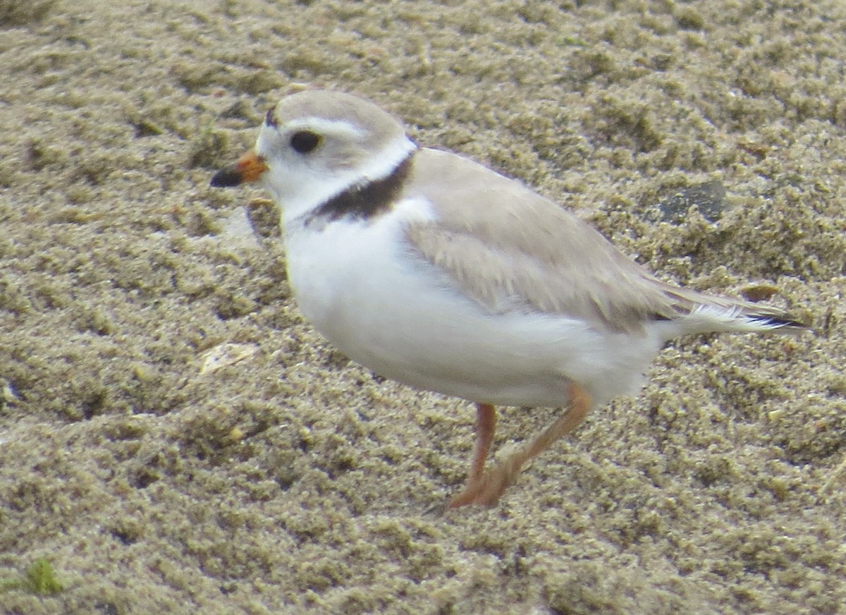 Piping Plover - ML619691340