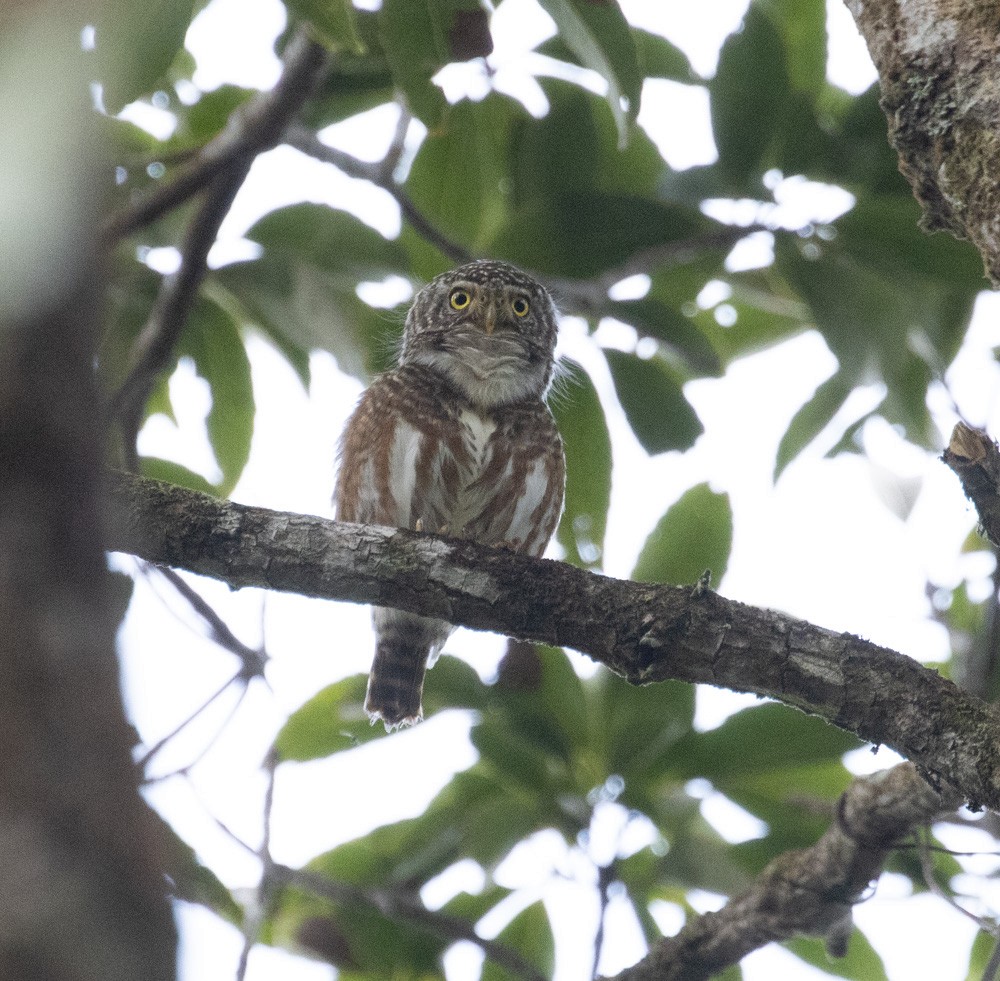 Collared Owlet - ML619691375