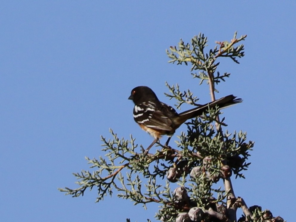Spotted Towhee - ML619691380