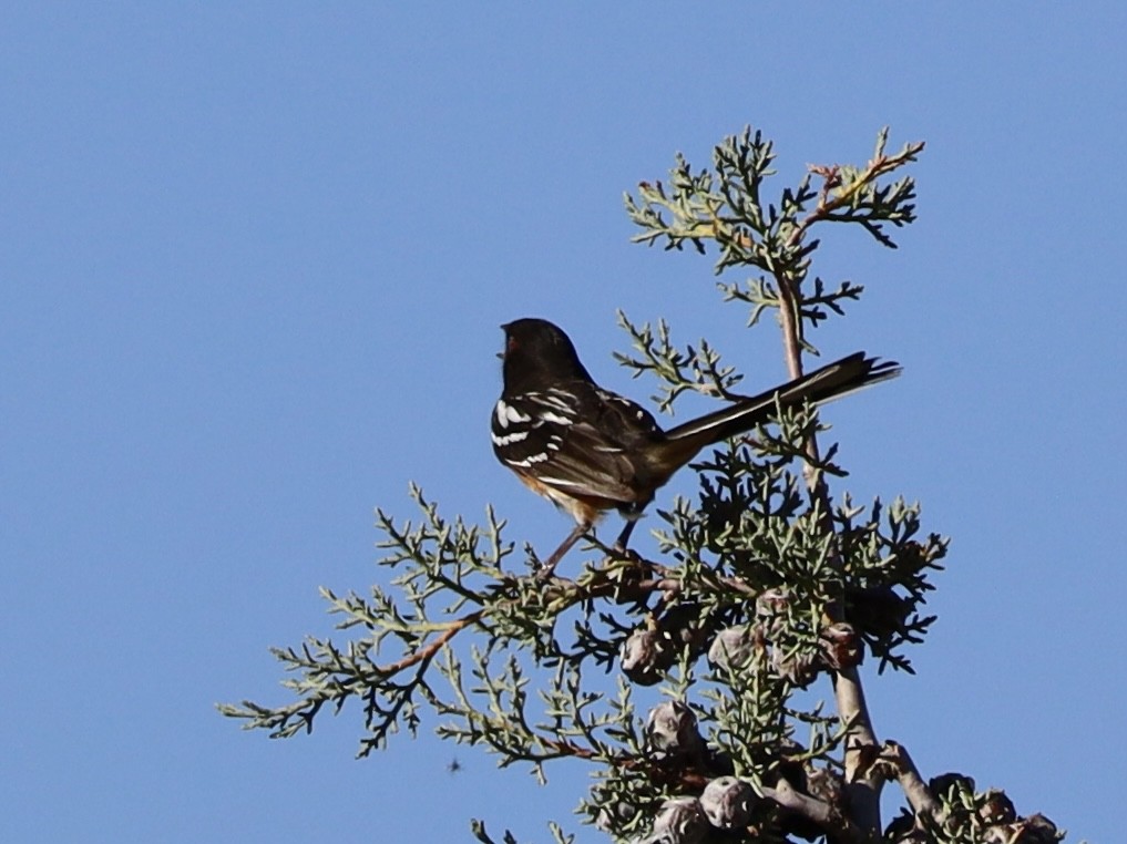 Spotted Towhee - ML619691381
