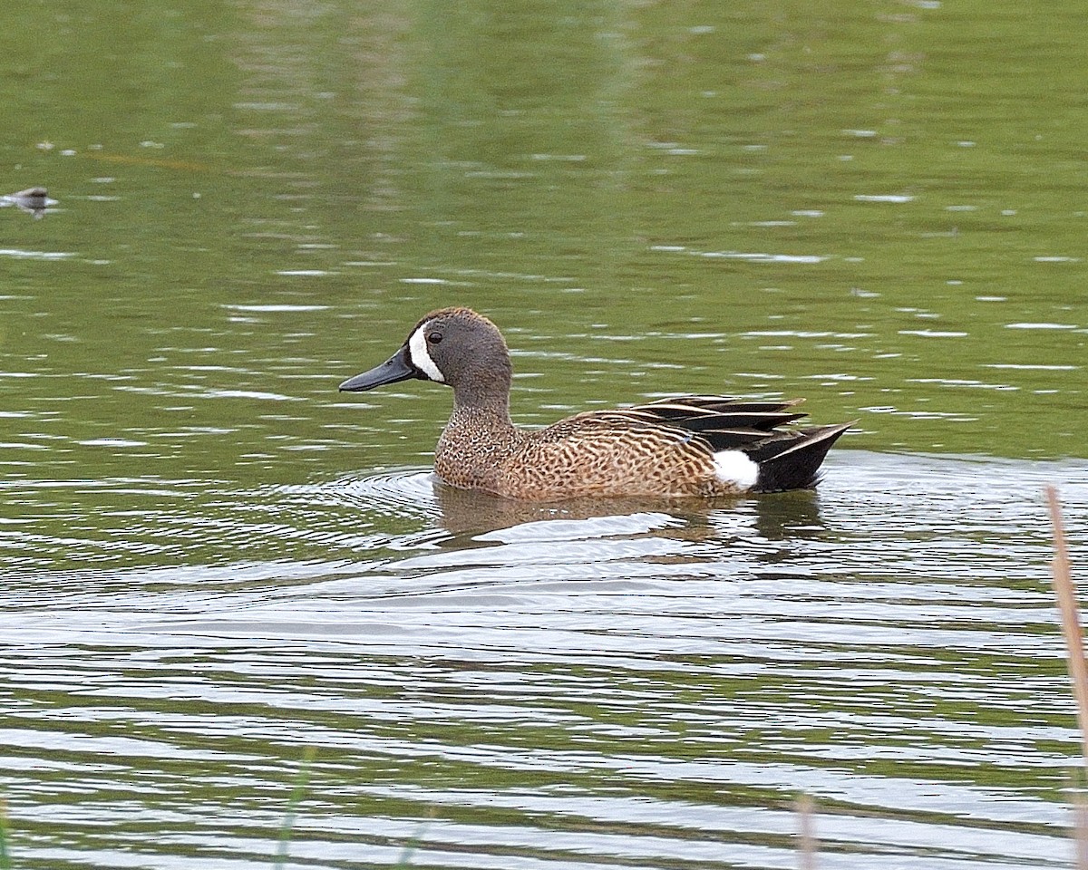 Blue-winged Teal - ML619691384