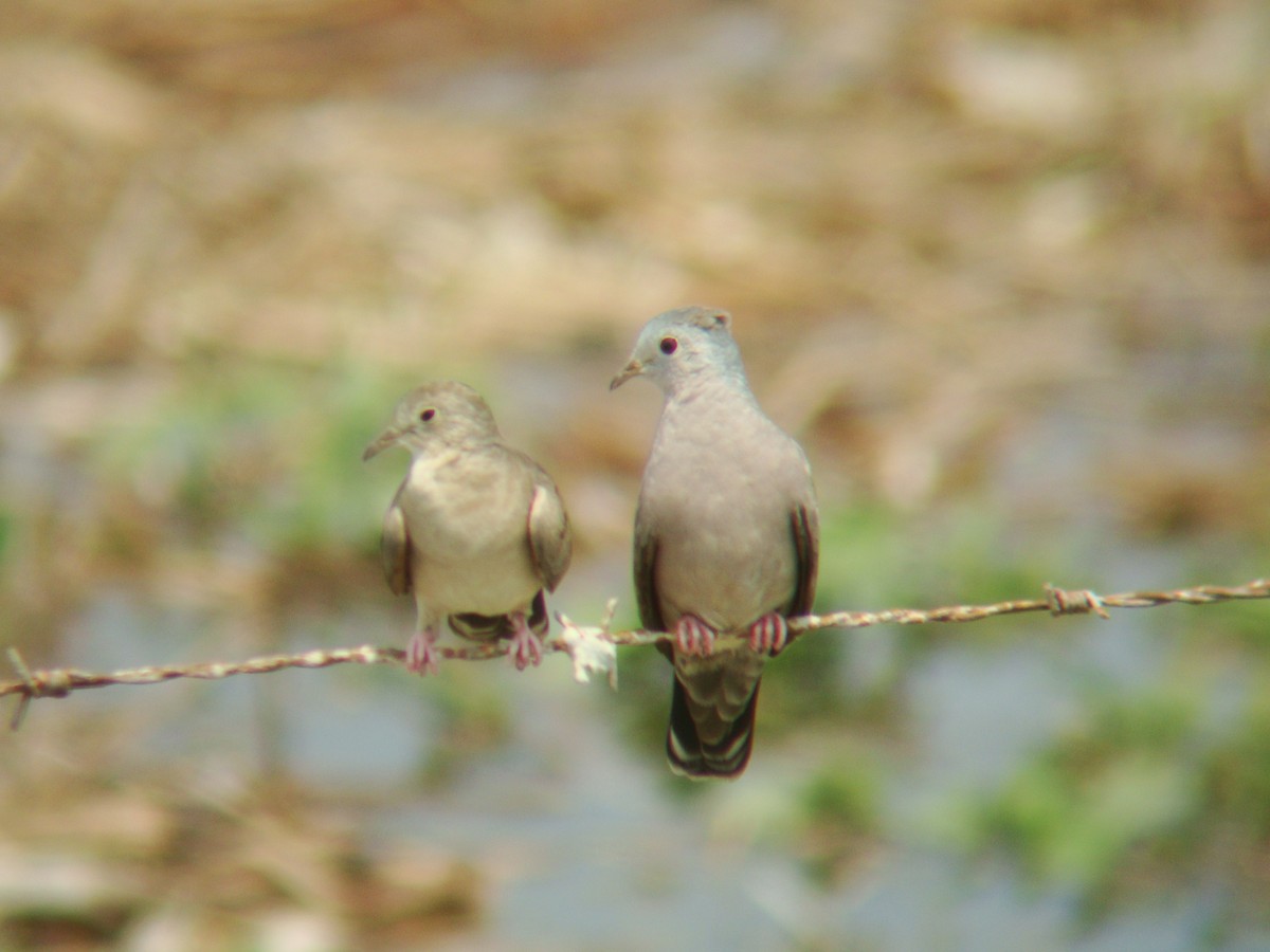 Plain-breasted Ground Dove - ML619691412