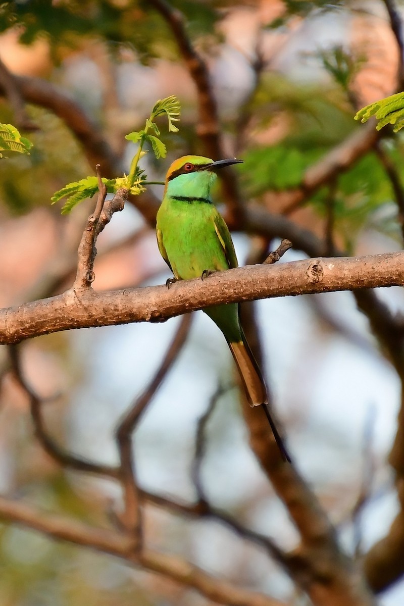 Asian Green Bee-eater - ML619691513