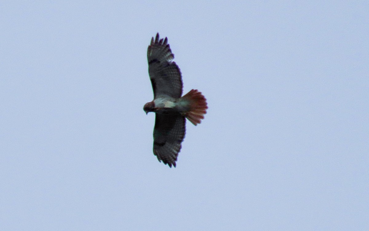Red-tailed Hawk - ML619691538