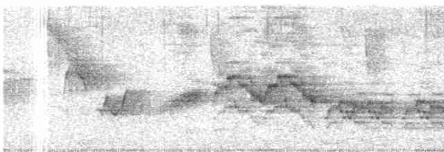 Дрізд-короткодзьоб бурий - ML619691554