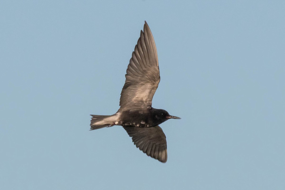 Black Tern - ML619691555