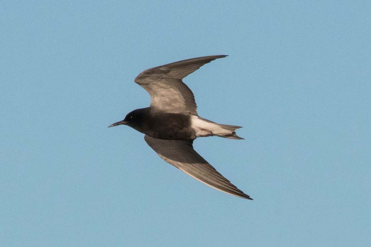 Black Tern - ML619691556