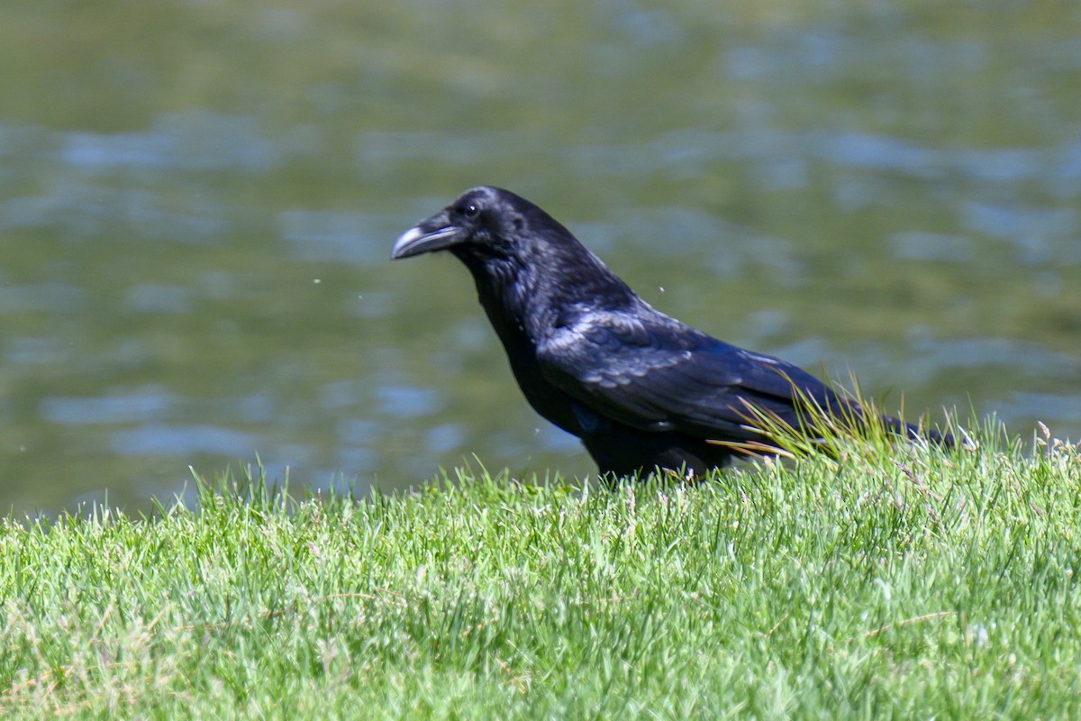 Common Raven - ML619691569