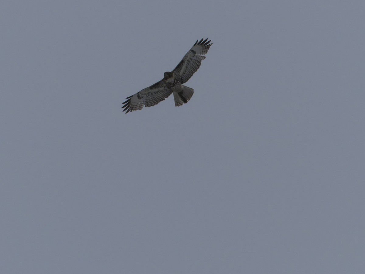 Red-tailed Hawk - ML619691593