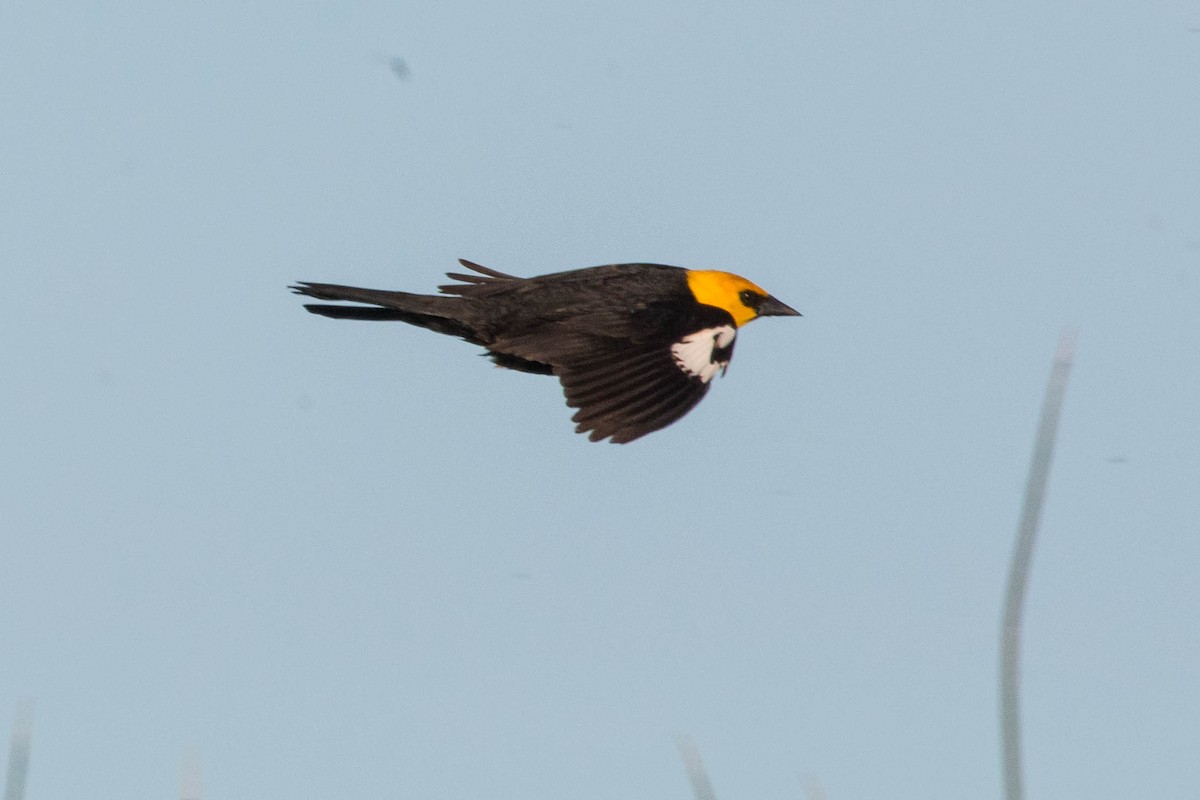 Yellow-headed Blackbird - ML619691606