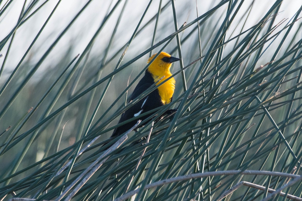 Yellow-headed Blackbird - ML619691607