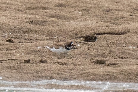 Semipalmated Plover - ML619691623