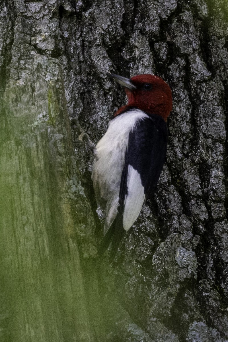 Red-headed Woodpecker - ML619691628