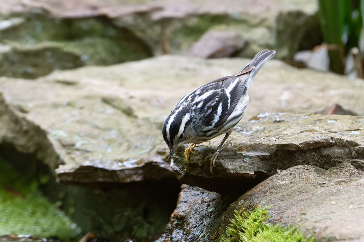 Black-and-white Warbler - ML619691683