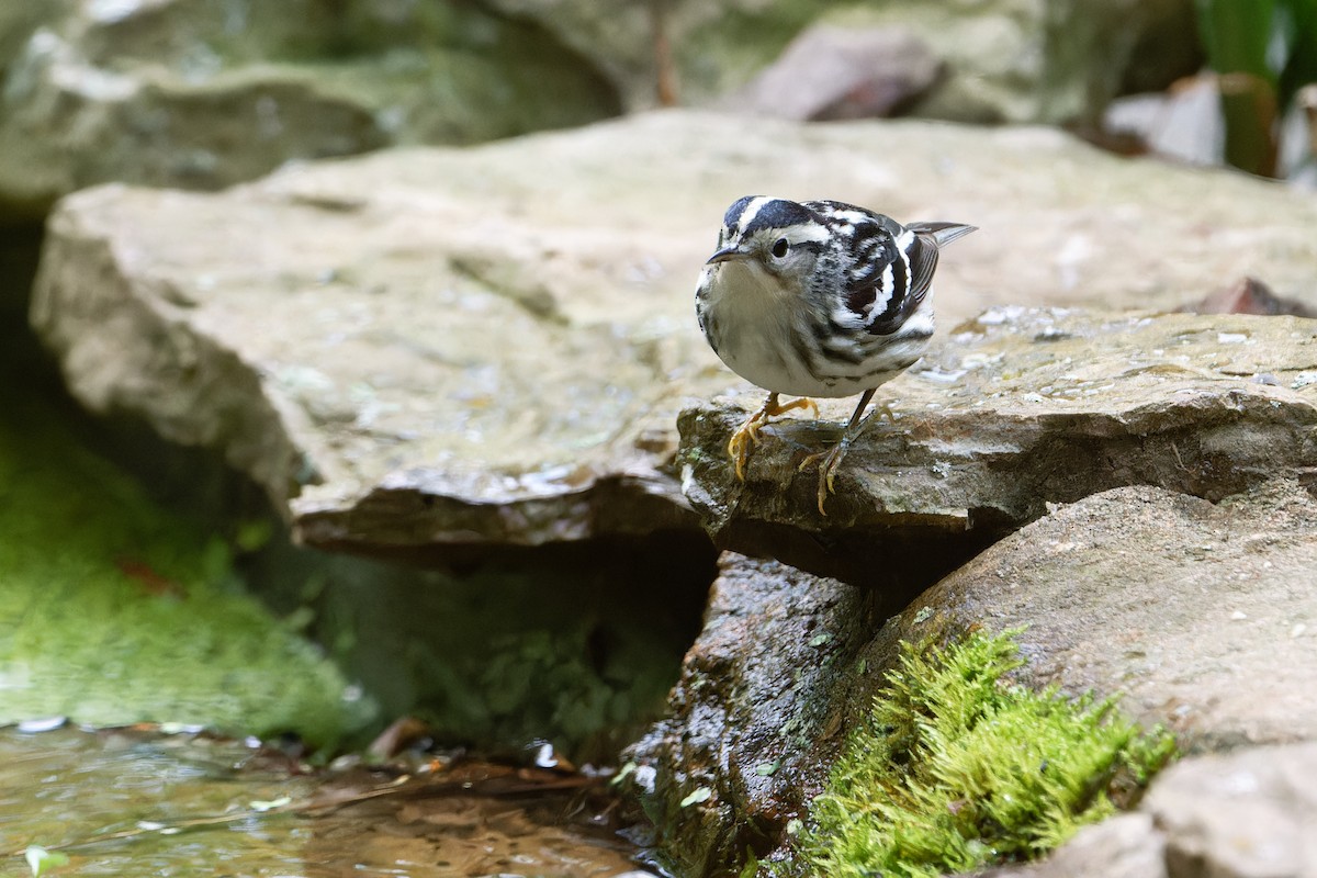 Black-and-white Warbler - ML619691686