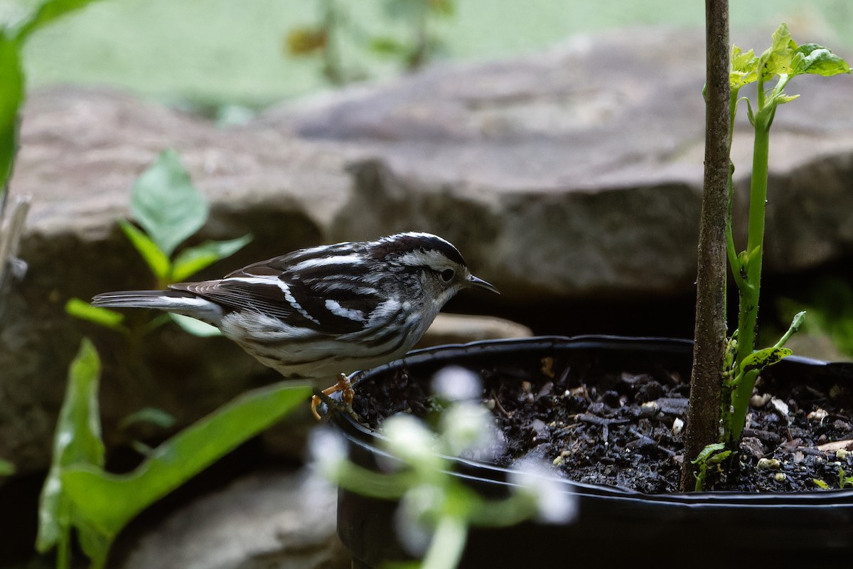Black-and-white Warbler - ML619691689