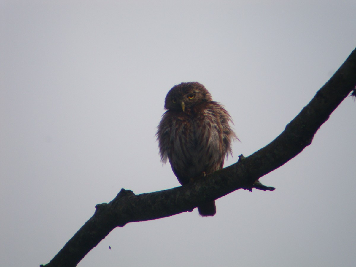 Ferruginous Pygmy-Owl - ML619691727