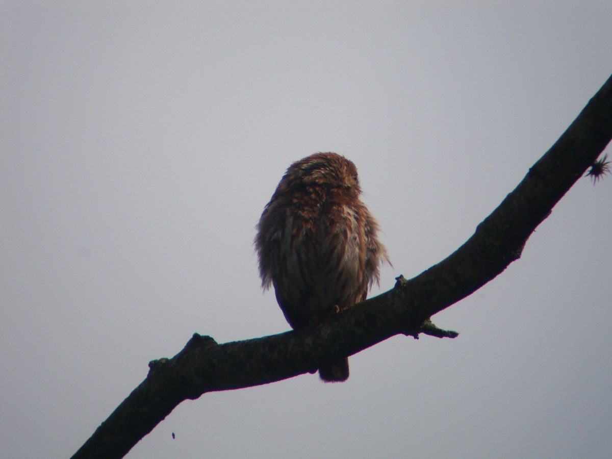 Ferruginous Pygmy-Owl - ML619691728