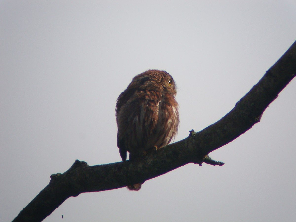 Ferruginous Pygmy-Owl - ML619691729