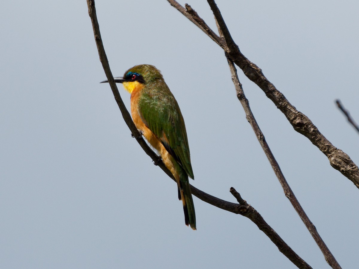 Little Bee-eater - ML619691739