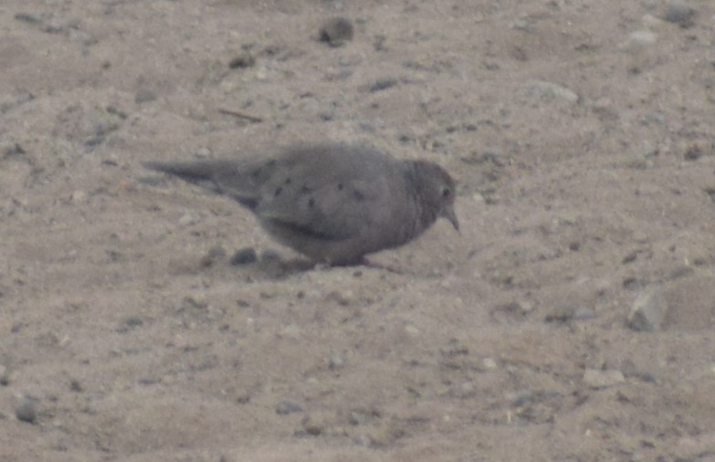 Plain-breasted Ground Dove - ML619691755