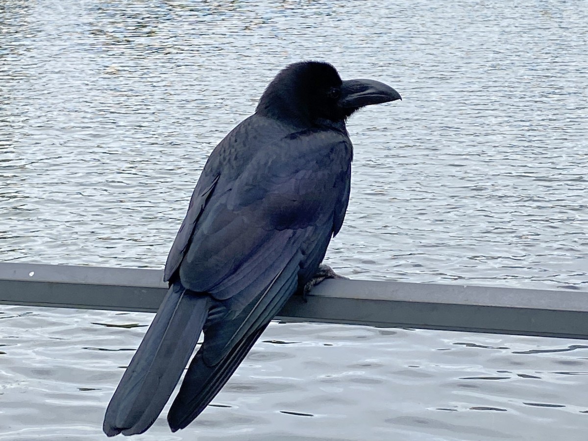 Large-billed Crow - ML619691852