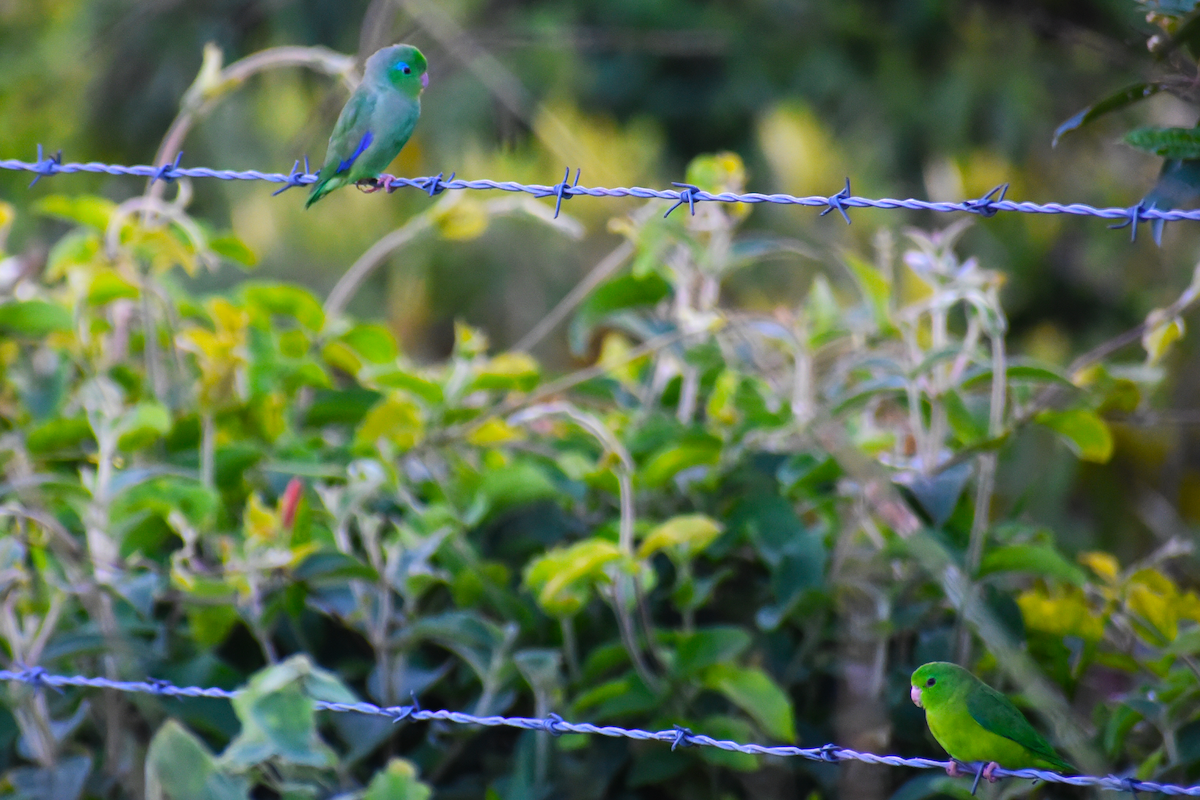 Spectacled Parrotlet - ML619691898