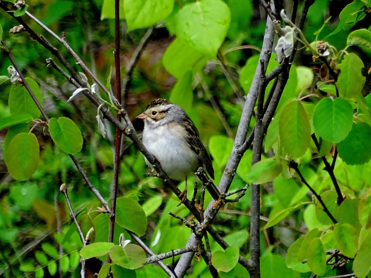 Clay-colored Sparrow - ML619691911