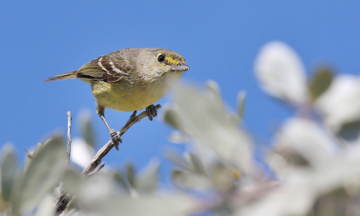 Thick-billed Vireo - ML619691914
